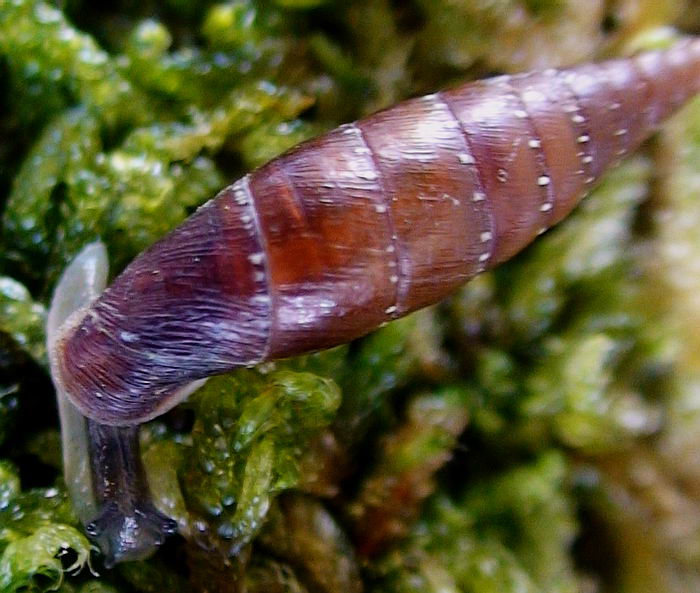 Siciliaria paestana var. semisculpta Paulucci